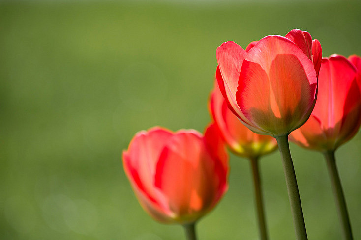 tulipanes